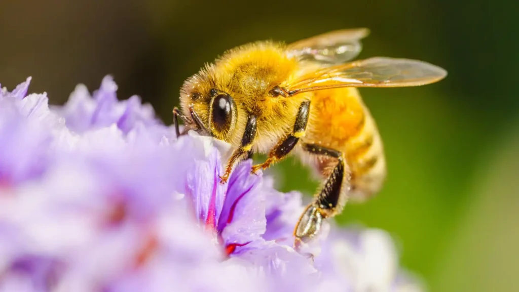 Veneno de abeja para Parkinson: ¿Qué dice la investigación mexicana?
