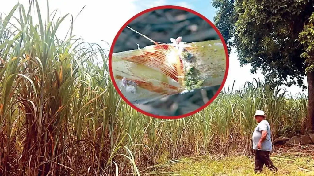 Riesgo crítico en la zafra 2026-2027 por gusano barrenador y fusarium en Veracruz